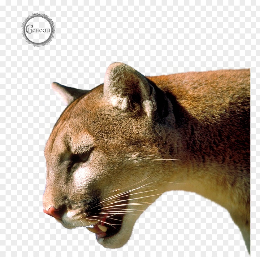 Jaguar Cougar Lion Puma Wildcat PNG