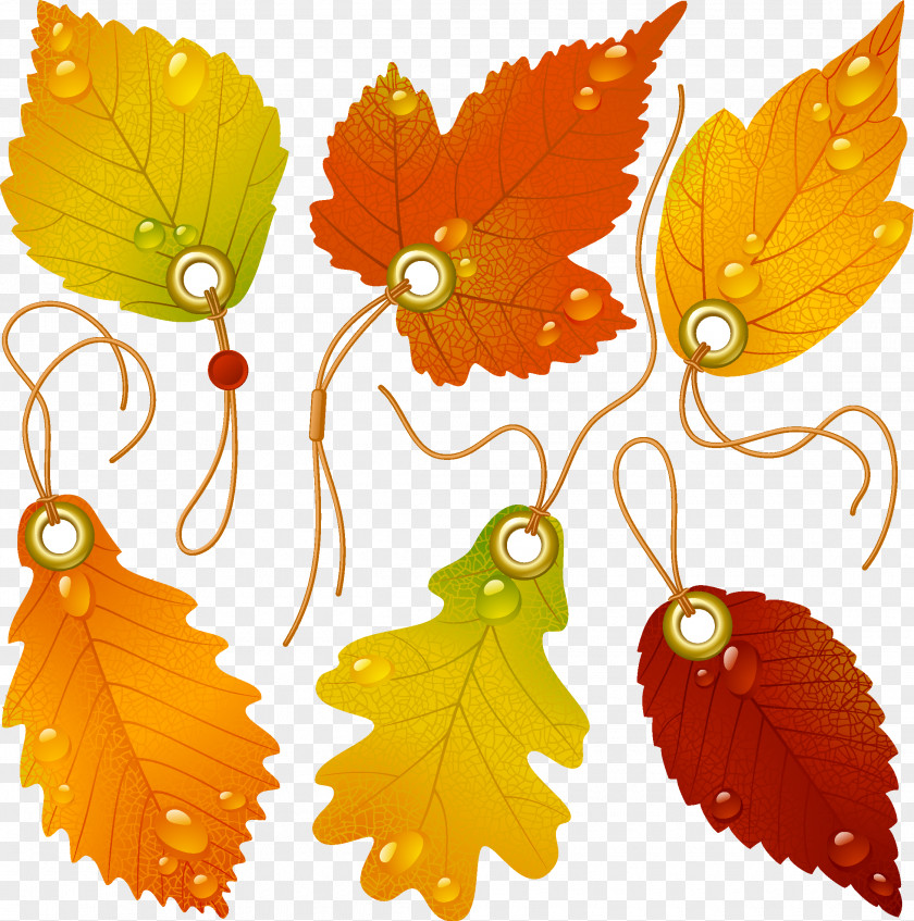 Logo Leaves Japanese Maple Autumn Leaf Color PNG