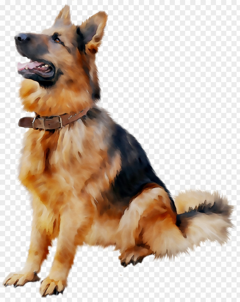 Old German Shepherd Dog Shiloh Puppy Golden Retriever PNG