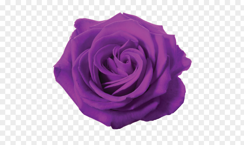 Rose Blue Flower Desktop Wallpaper PNG