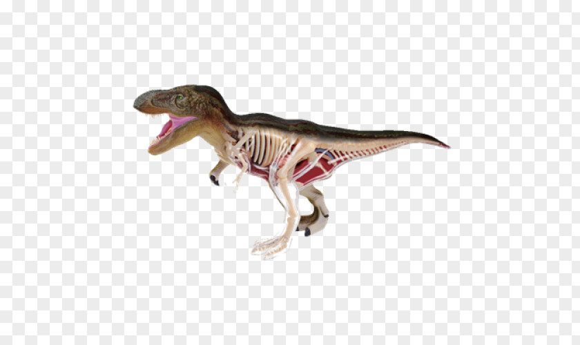 Shark Tyrannosaurus Anatomy Dinosaur PNG
