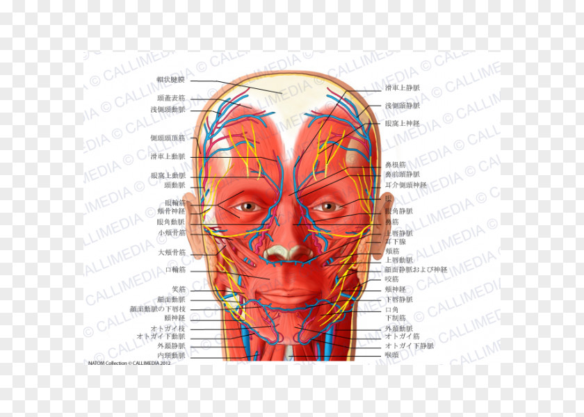 Superficial Temporal Nerve Anatomy Angular Artery Head Neck PNG