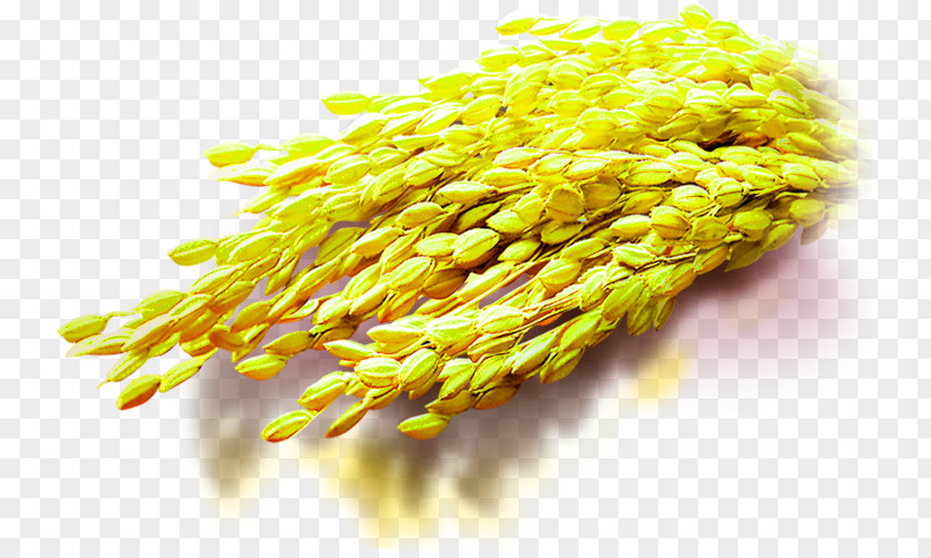 Yellow Rice Decoration Pattern Download Computer File PNG