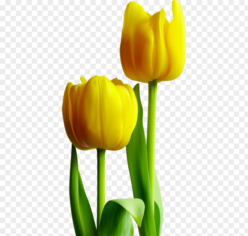 Yellow Tulips Tulip Photography PNG