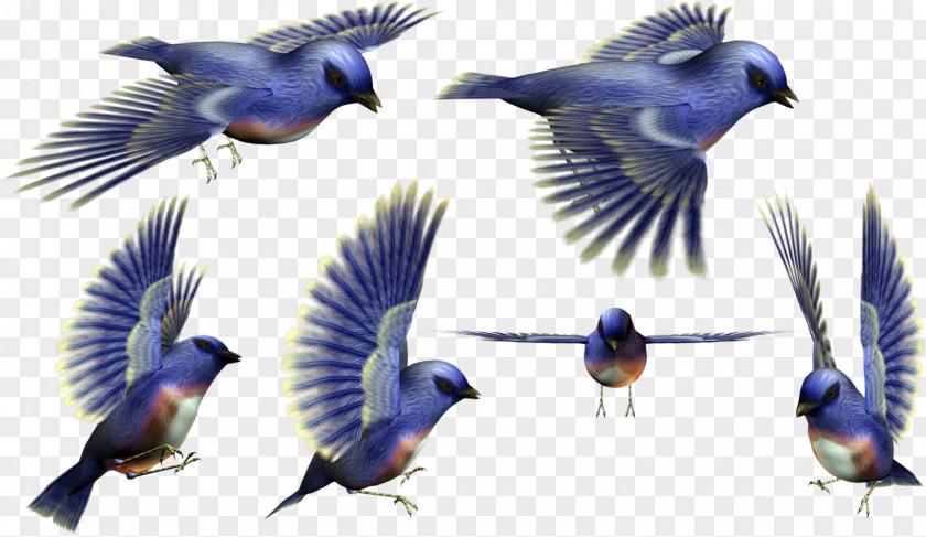 Birds Bird 3D Computer Graphics PNG