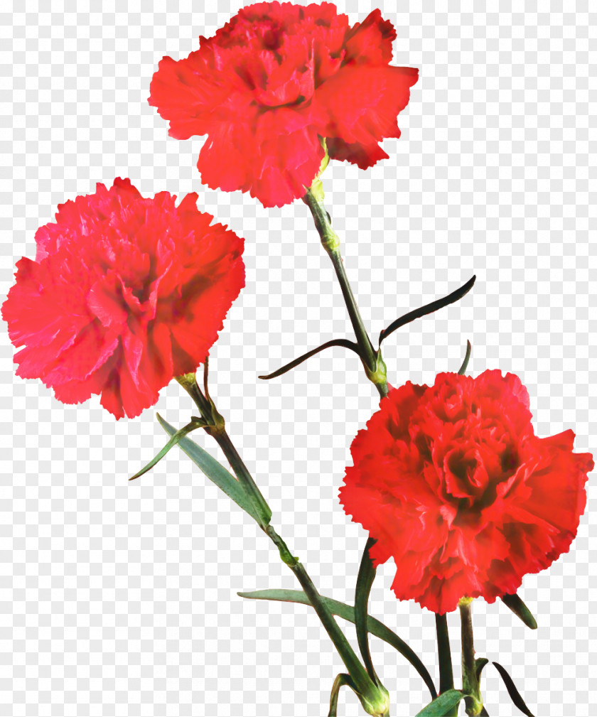 Carnation Cut Flowers Image PNG