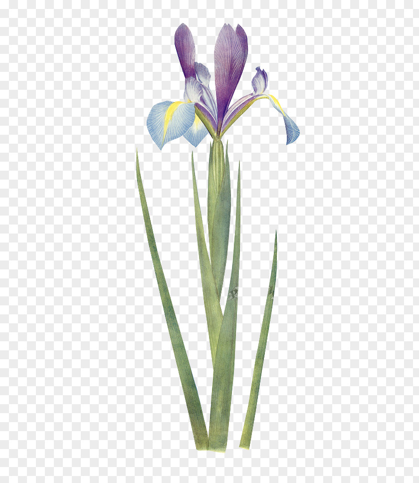 Green Floral Material Iris Xiphium Botany Flower Botanical Illustration Wall PNG