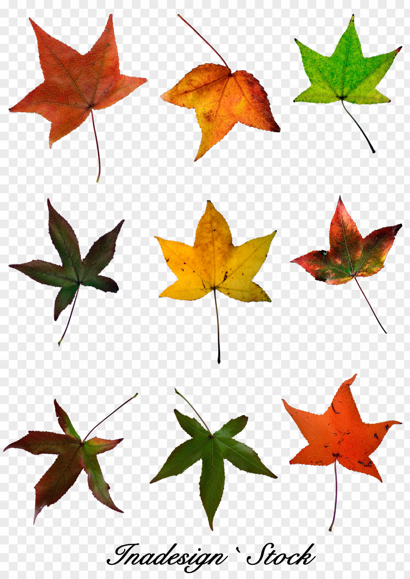 Red Maple Leaf Autumn Color PNG