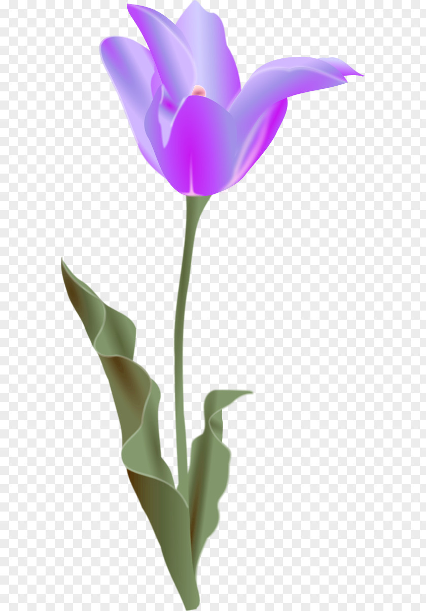 Tulip Pictures Free Content Flower Clip Art PNG