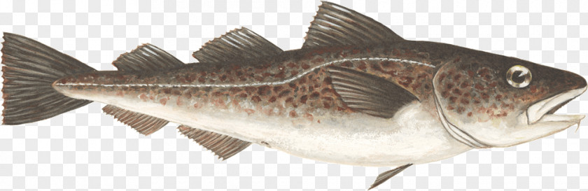 Atlantic Cod (gadus Morhua) Fish Largemouth Bass PNG
