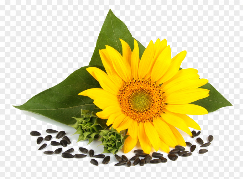 Common Sunflower Seed Price Artikel PNG