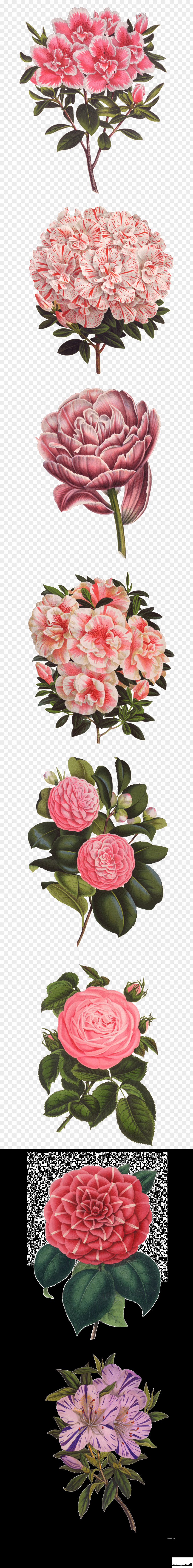 Delicate Flower Poor Anima Petal Text Pink Azalea PNG