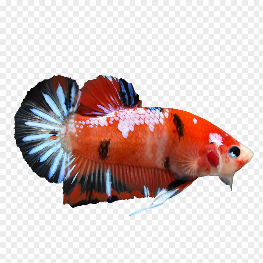 Fish Siamese Fighting Butterfly Koi Veiltail Tail PNG