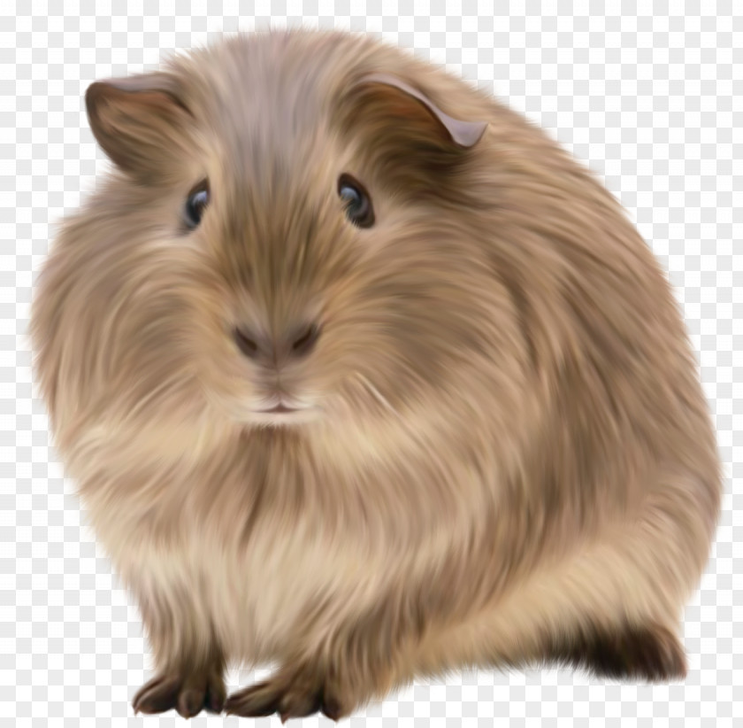 Guinea Pig Rodent Pet Animal PNG