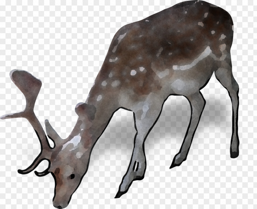 Musk Deer Whitetailed Reindeer PNG