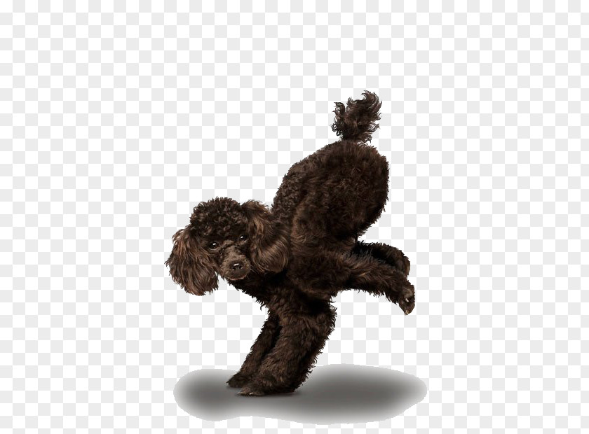 Naughty Dog Chihuahua Golden Retriever Poodle Yoga Dogs PNG