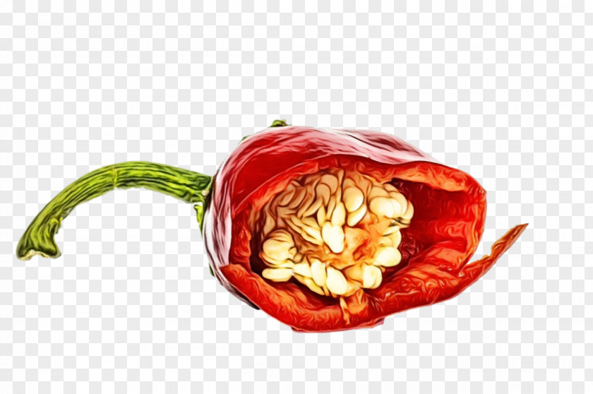 Peppers Peperoncino Cayenne Pepper Natural Food Nightshade PNG