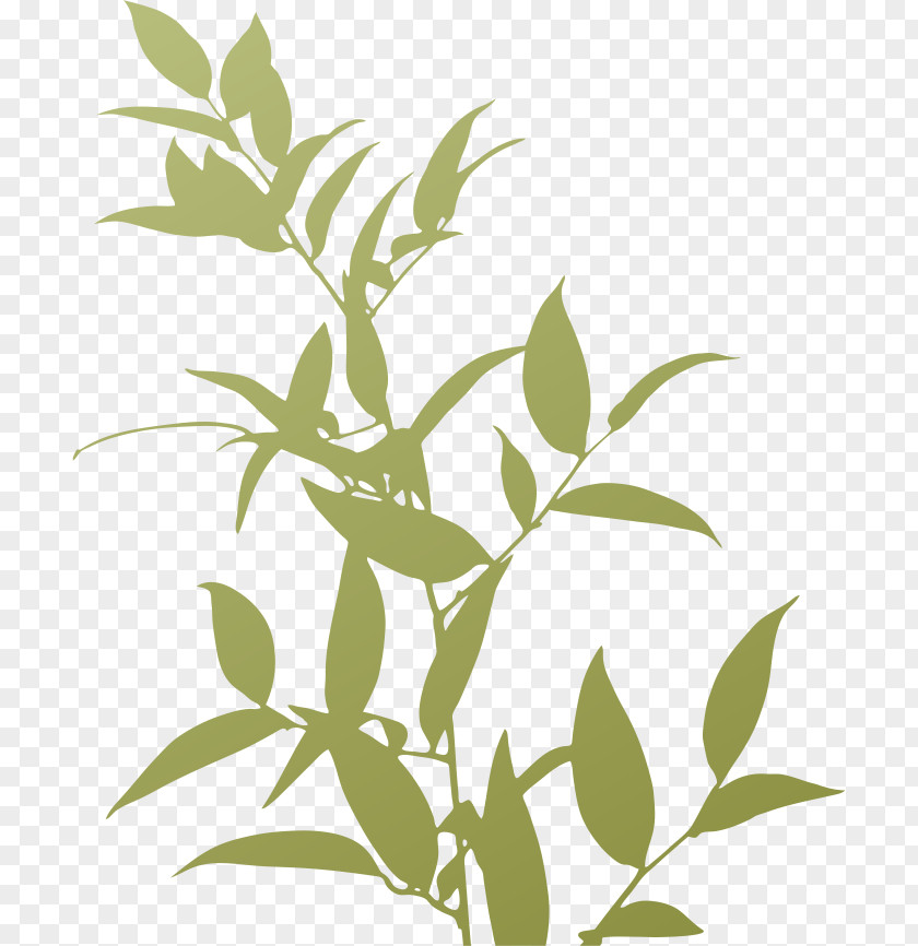 Plant Silhouette Plants Trivia PNG