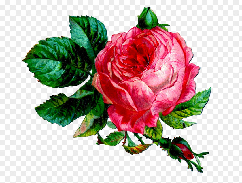 Rose Larnach Castle Garden Roses Clip Art Graphics PNG