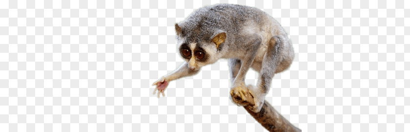Slow Loris Giving Paw PNG Paw, white and gray tarsier clipart PNG