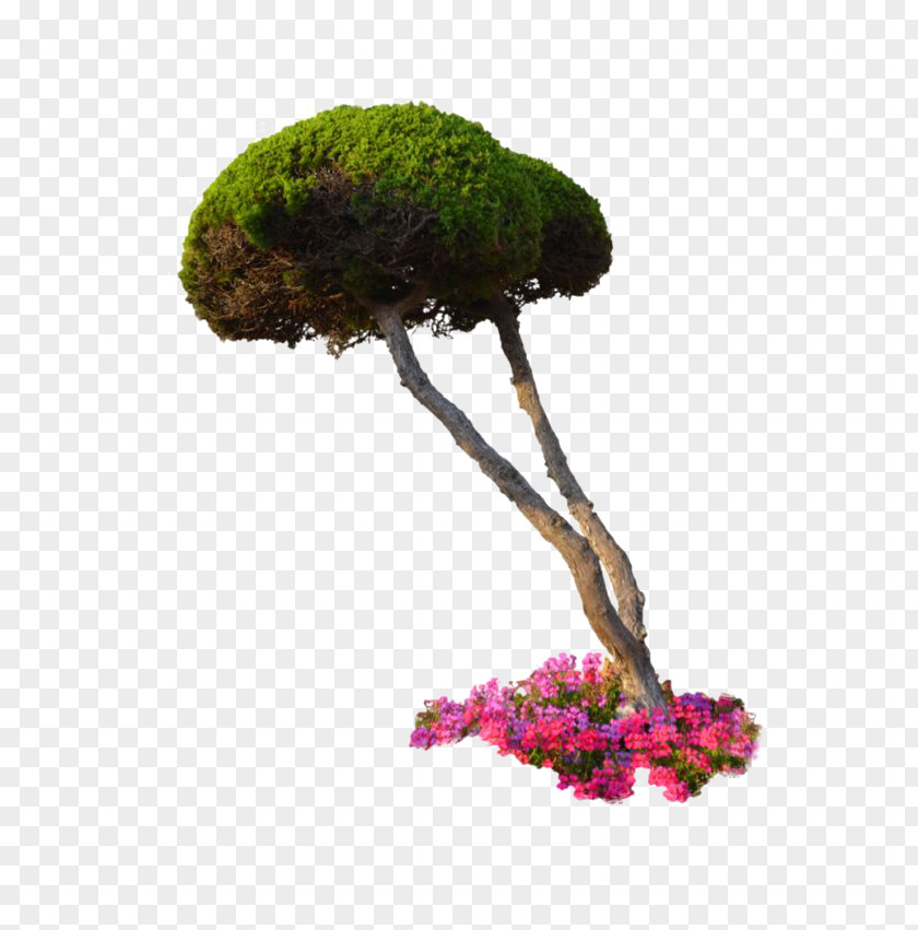 Trees Plant Flower Tree Shrub PNG