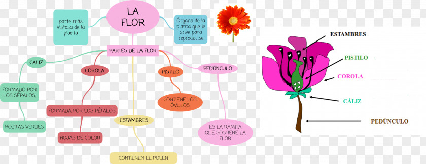 Flower Mind Map Petal Geography PNG