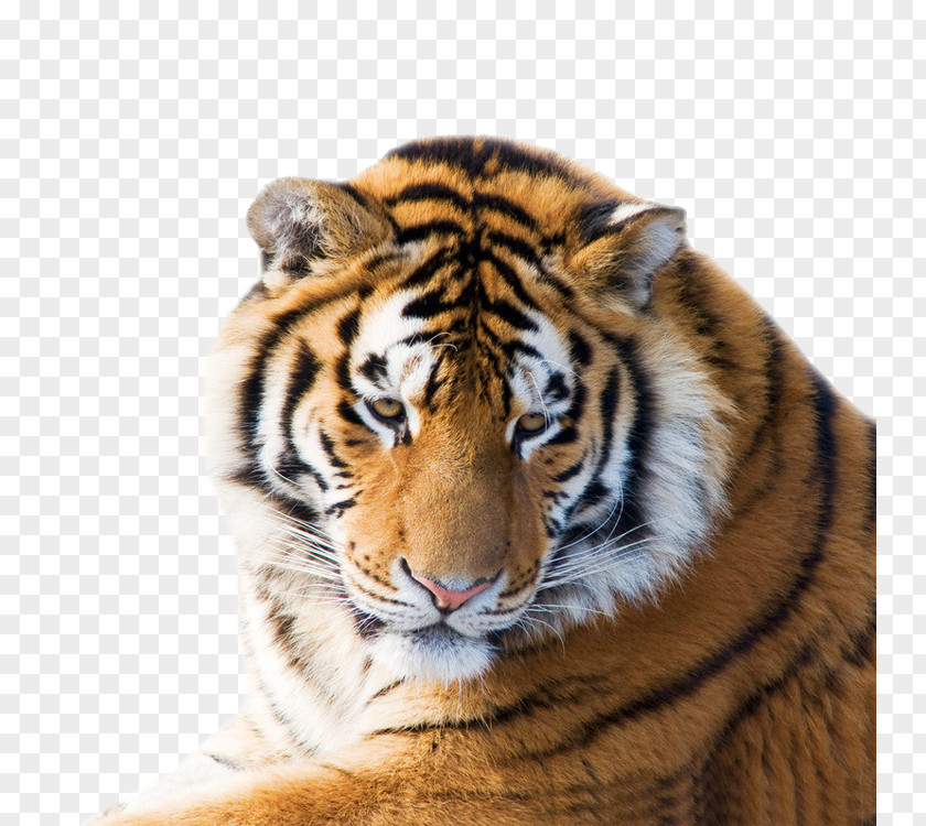 Tiger Leopard Siberian Lion Felidae White PNG