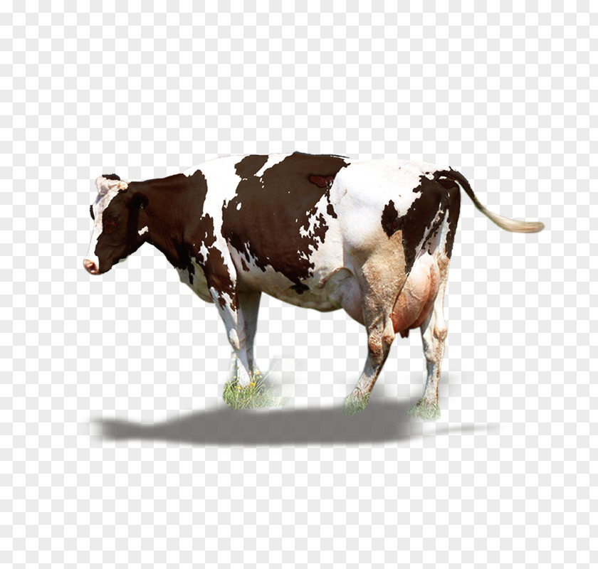 A Fat Cow Dairy Cattle Milk Ox PNG
