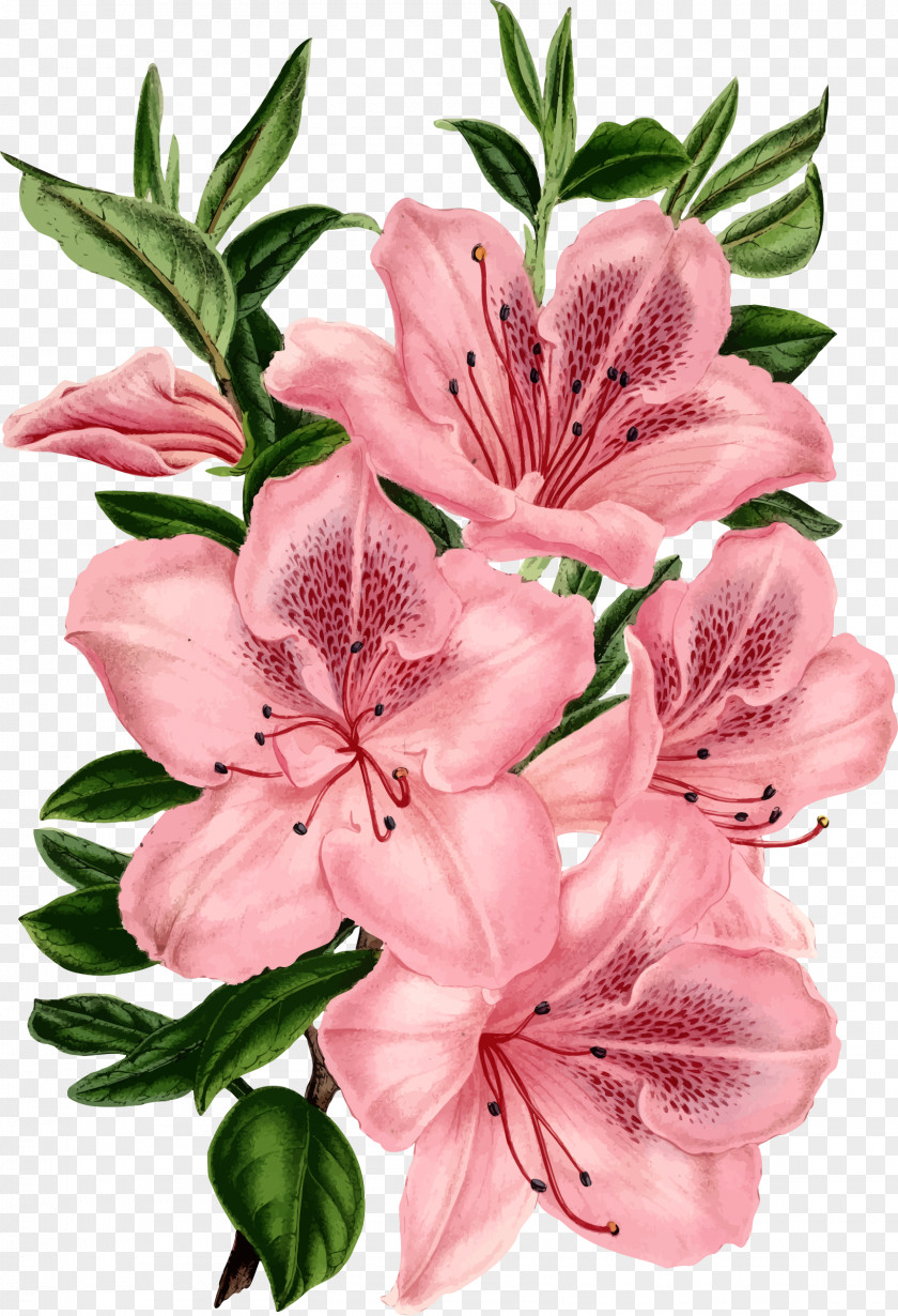 Flowers Border Drawing Pink Clip Art PNG