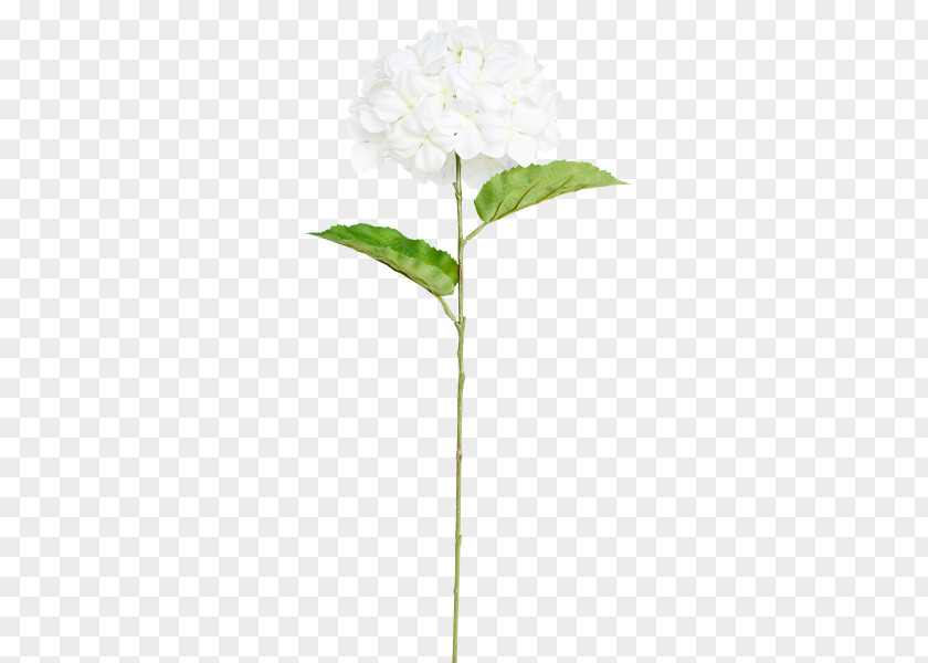 Hydrangea Cut Flowers Plant Stem Leaf Branch PNG