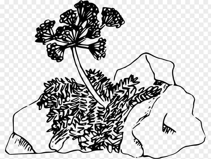 Parsley Plant Drawing Line Art Clip PNG