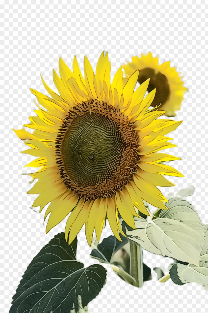 Perennial Plant Wildflower Sunflower PNG