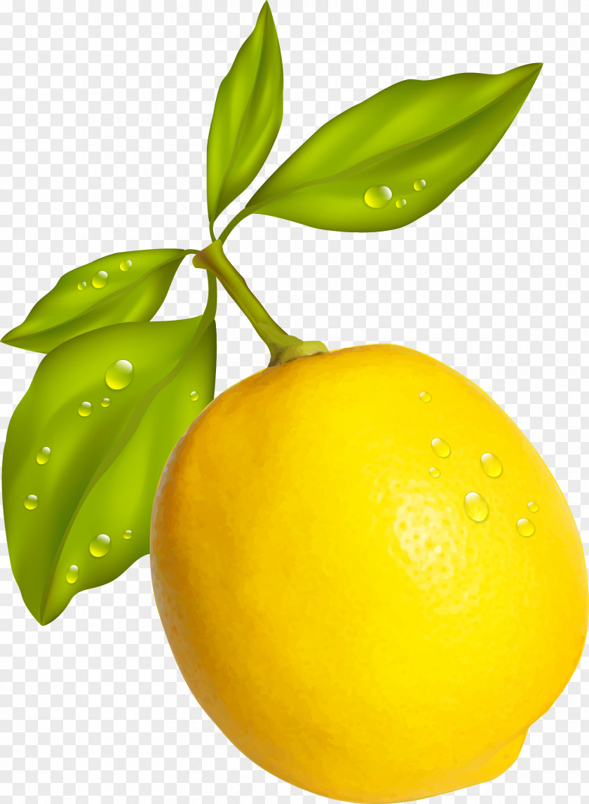 Fresh Lemon Fruit PNG