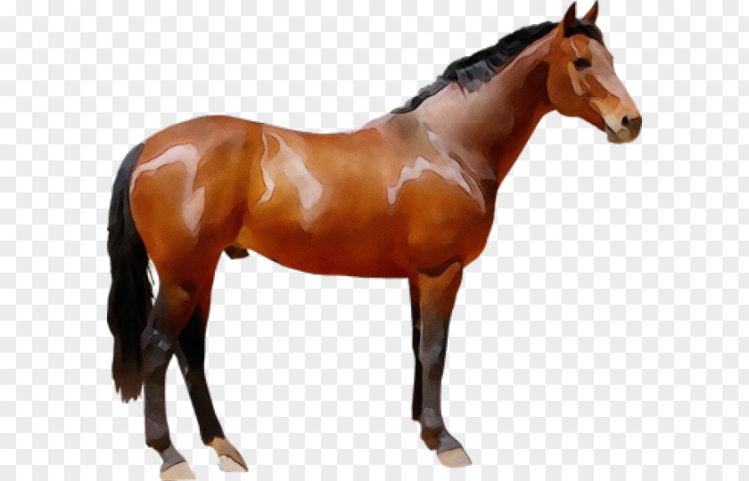 Horse Animal Figure Sorrel Stallion Mare PNG