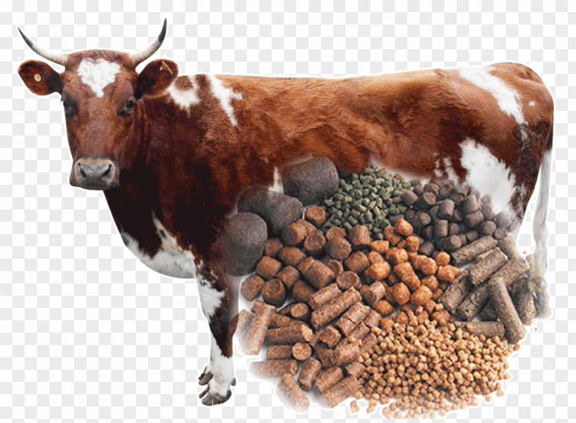 Poultry And Livestock Cattle Feeding Animal Feed Fodder Pelletizing PNG
