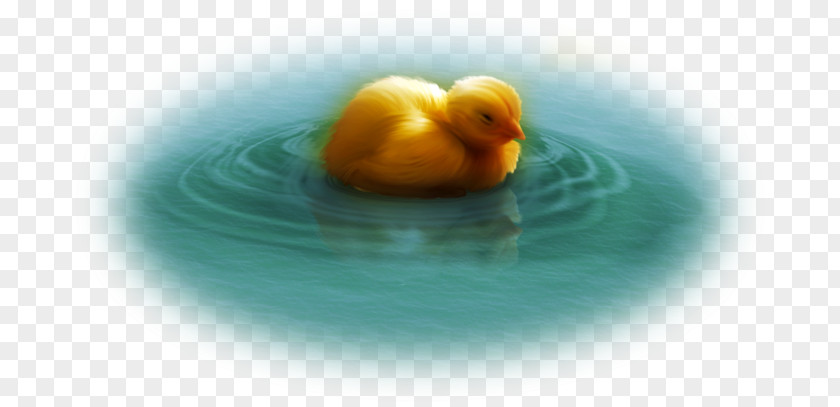 Duck Water Bird Desktop Wallpaper Computer Statistics PNG