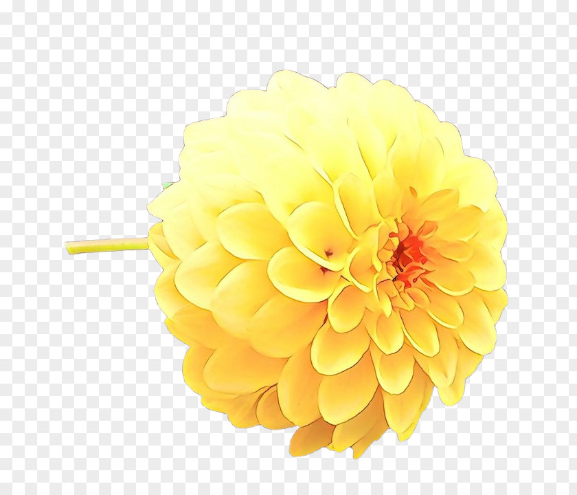 English Marigold Daisy Family Flowers Background PNG