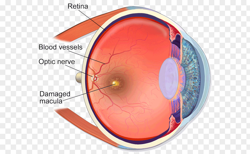 Eye Human Anatomy Body Retina PNG