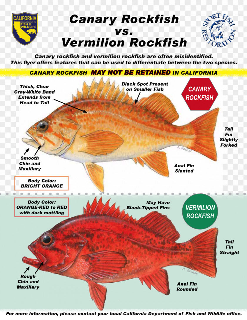 Fishing Northern Red Snapper Pacific Ocean Perch Canary Rockfish Yelloweye PNG