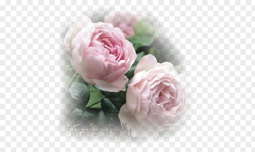 Flower Garden Roses Rosa 'Scepter'd Isle' English Pink PNG
