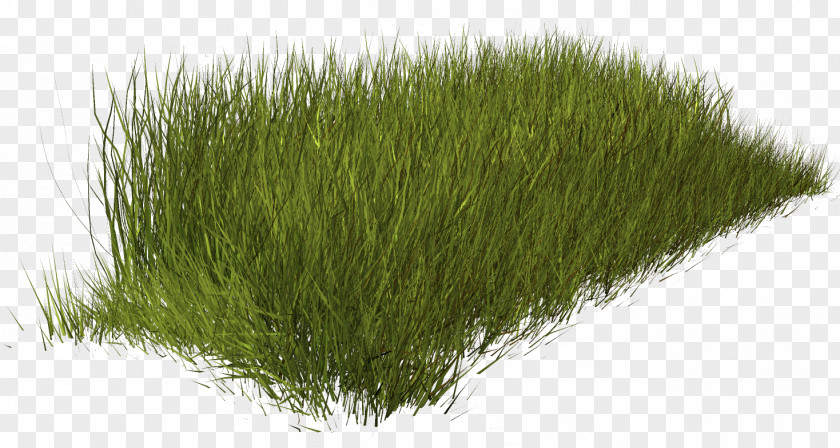 Grass Weed Clip Art PNG