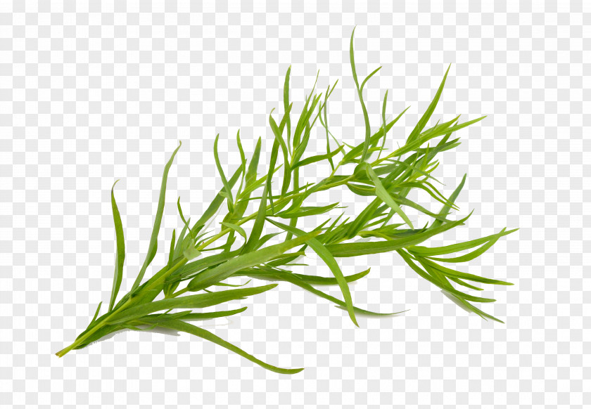 Green Tea Tree Tarragon Herb French Fries Plant Oil PNG