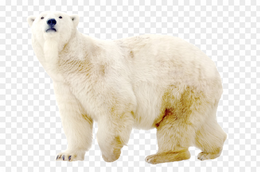 Polar White Bear Dog North Pole Arctic PNG