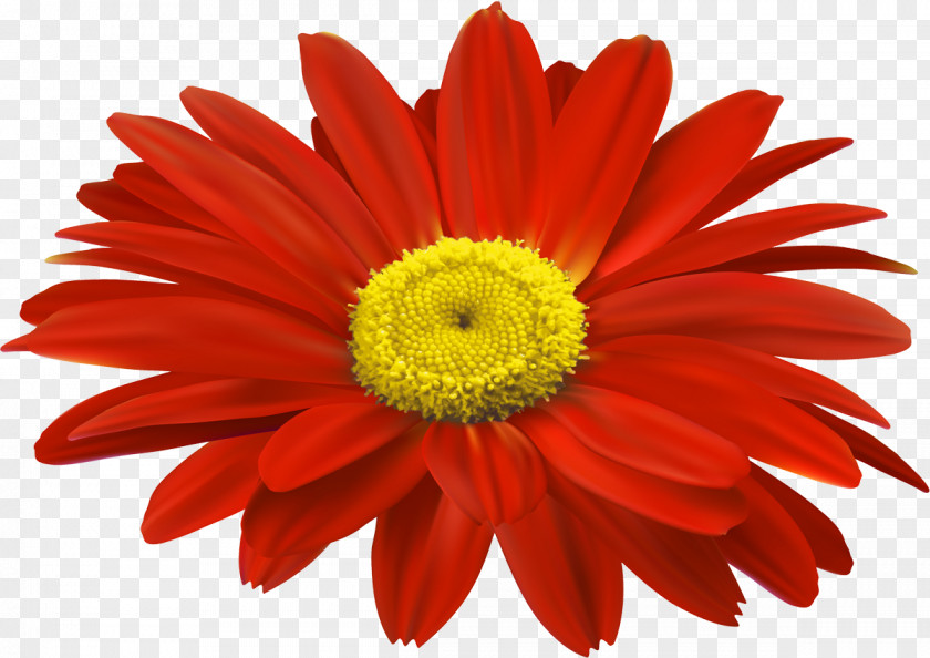 Chrysanthemum Transvaal Daisy Cut Flowers Daffodil PNG