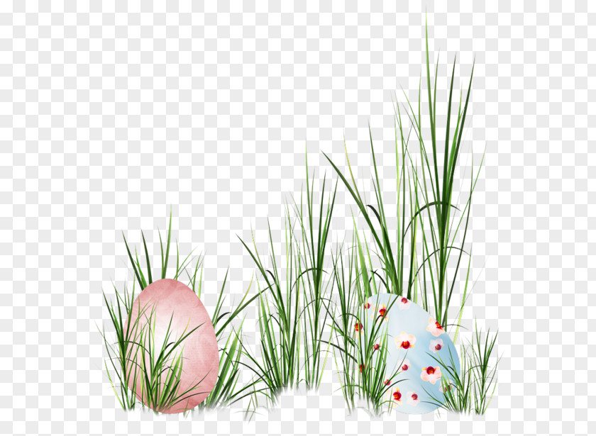Grass Eggs PNG