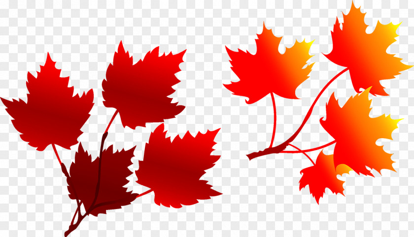 Maple Leaf Autumn Deciduous Illustration PNG