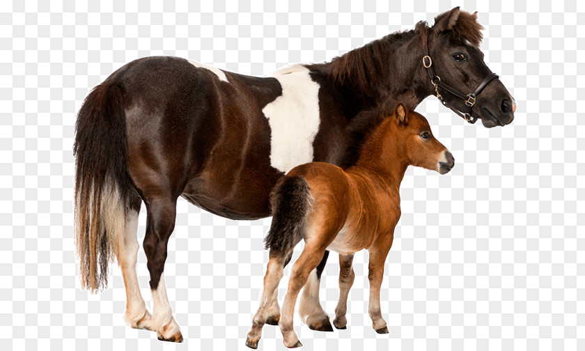 Mustang Foal Stallion Uelzener Versicherungen Pony PNG