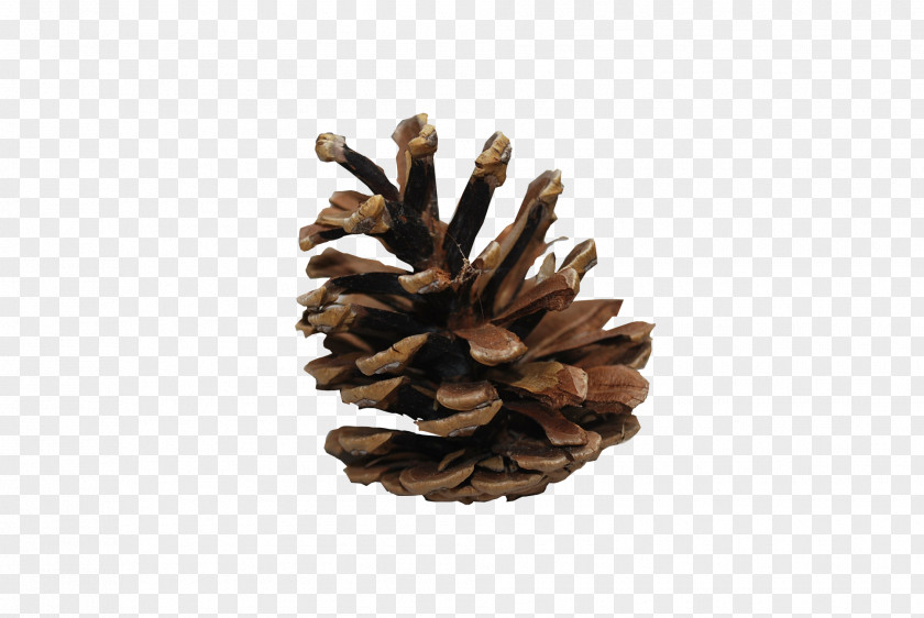 Pine Cone Conifer Wallpaper PNG