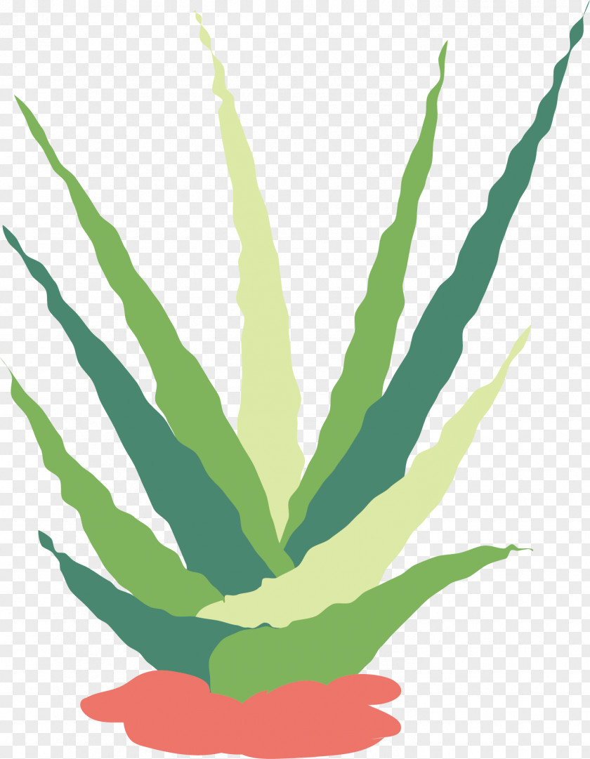 Watercolor Plant Vector Cactaceae Succulent Flat Design Euclidean PNG