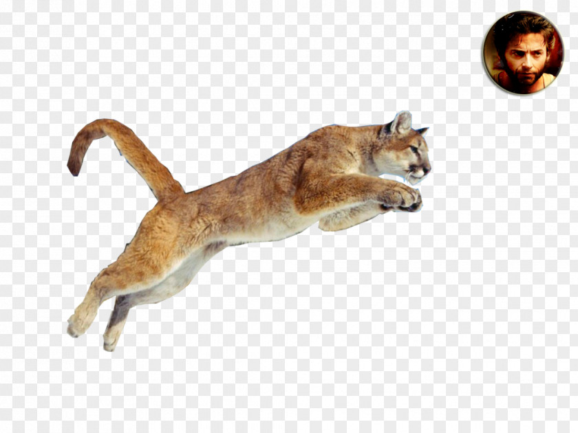 Cat Wildcat Cougar Whiskers Lion PNG